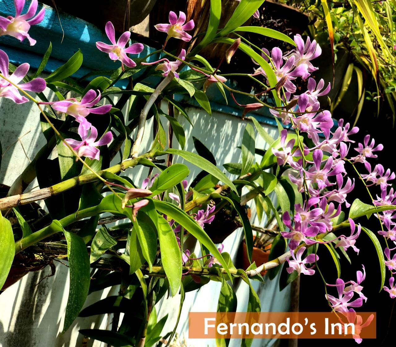 Fernando'S Inn เนกอมโบ ภายนอก รูปภาพ